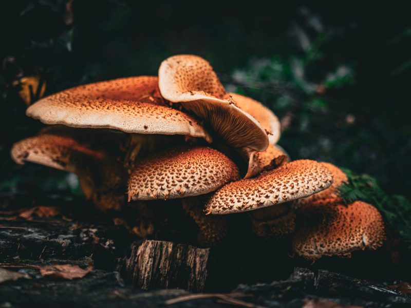 Pilze auf einem Baumstumpf im Wald